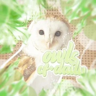 𝗈֗𝓌𝗅𝗌 ʗ֗ℴ𝗇𝖿𝖾s֗𝗌𝗂ℴ𝗇 + 𝖽֗𝒶𝗂𝗅𝓎🦉