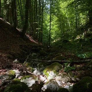 НАТ.ЛЕС.ДЕНЬ