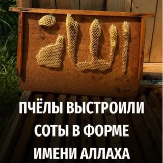 эмилия зетница（￣︶￣）