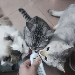 猫咪都是天使！