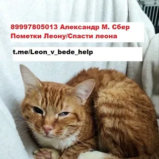 🆘 Леон в беде 🆘 HELP ‼️
