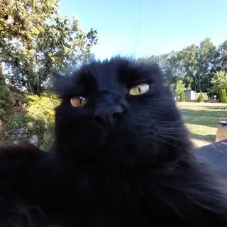 ЛЮБЛЮ ЛЯГУЩЕК