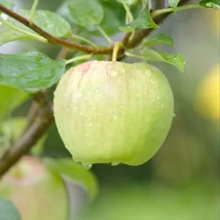 LukaryXP | KISScat 🍏