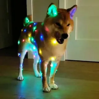 КаштанкоЧатик