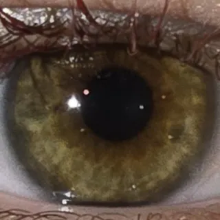 vernulsea