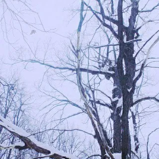 белый