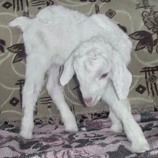 Опять кризис
