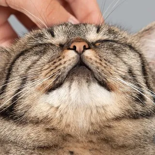 🐈 Котики 🐈‍⬛