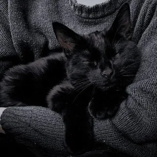 Чайная чеширского кота