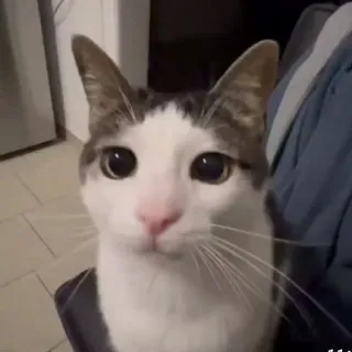 щп смдшечки