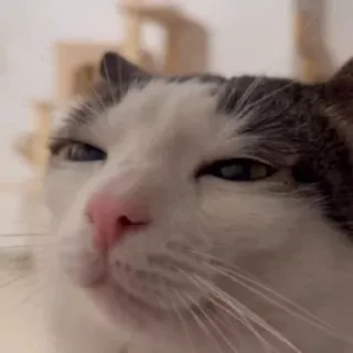 никокчик