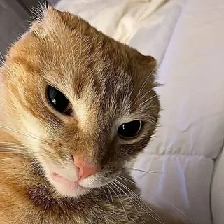 Exclusivesss Chat