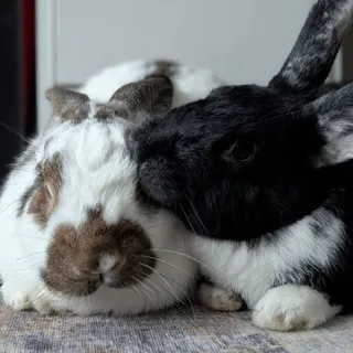 san9's bunposting🕊️
