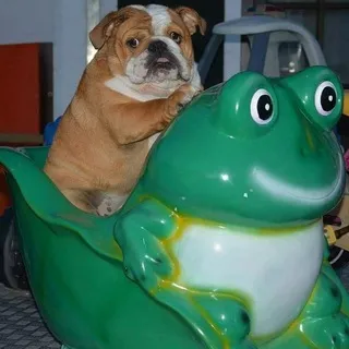 The Wild Ride