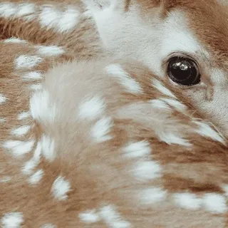 ᅠᅠmarmeladowwa