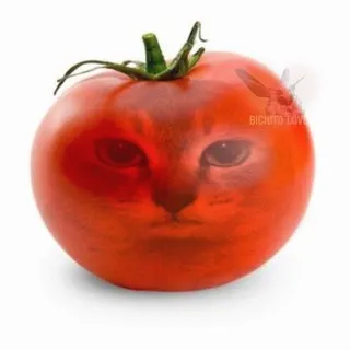 Щп марфуш