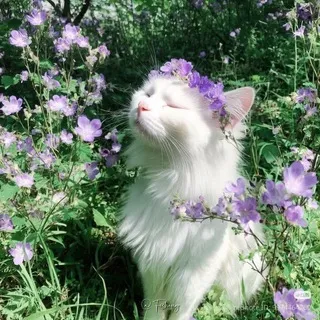 ⟡ ݁₊ . 🐱 𝑾𝑨𝑹𝑹𝑰𝑶𝑹 𝑪𝑨𝑻𝑺: 𝙈𝙤𝙨𝙨𝙠𝙞𝙩 𝙫𝙤𝙞𝙘𝙚 *ੈ‧₊˚