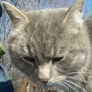 Кот Олег
