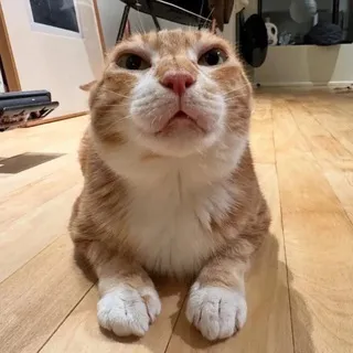 Bruno