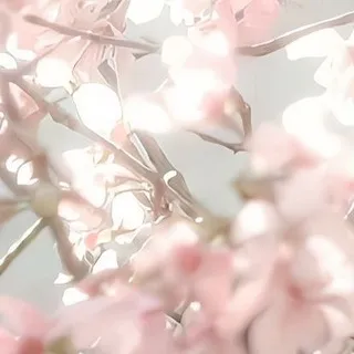 𝕷i𝖗𝖆’S 🪷 || 16+