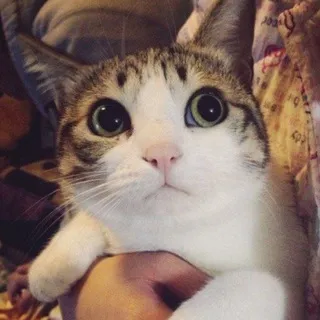Мысли Мафф