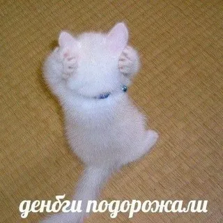 сковородкины каракули