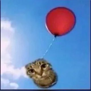 мяу the фак