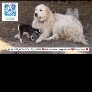 Kolloide & Frequenzen für Tiere ❤️