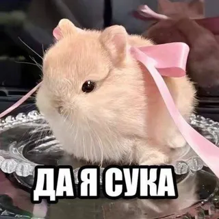 эль хочет питсу.