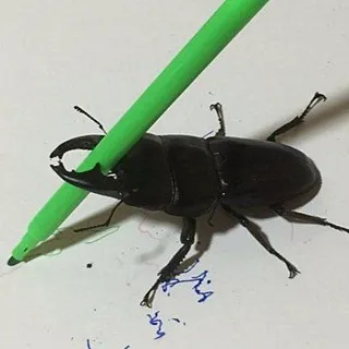 Scarabeey(?)