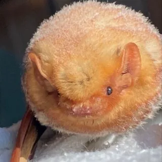 клоповоник щп