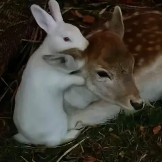 цветочный бред🌱(рест)