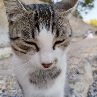 ЗоПик