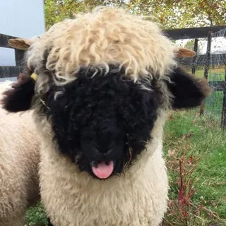 vaekid