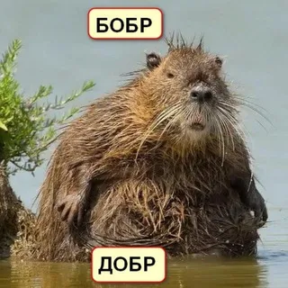 БобрДобр. Добрый канал