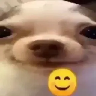 Gatoperrogifs.com🎄