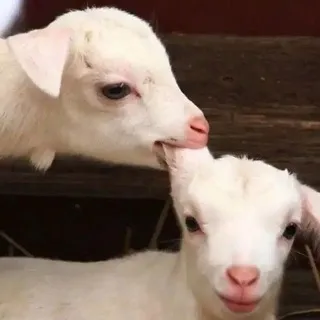 Виɯнёʙᴀя ᴋᴏᴩɜинᴀ Чᴇᴩуᴩ🍒🧺