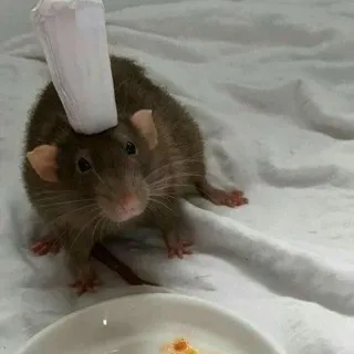Kadratt