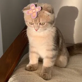 SKITTTER