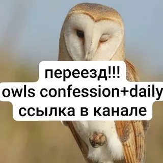 рест+переезд ꒰‌ۣᰰ𑁬ᮬ 𝑜𝑤𝑙𝑠 𝑑𝑎𝑖𝑙𝑦 + 𝑐𝑓 ꠥ ꠥ 🦉