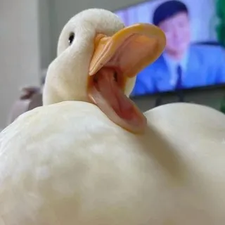 🦆 ⇄ 🪿𝚐𝚘𝚘𝚜𝚎 𝚌𝚘𝚗𝚏𝚎𝚜𝚜𝚒𝚘𝚗 (⁺ ᵈᵘᶜᵏ )