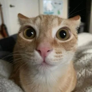 ПОНЧИК хочет коржик