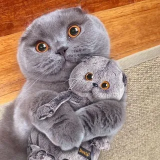 Вислоухие коты confession
