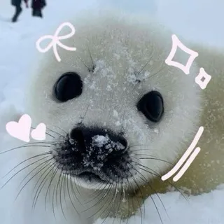 НАБОР АДМИНОВ. • ⊹ / Seals confession \ ⊹ • .