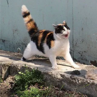 vasilyoko