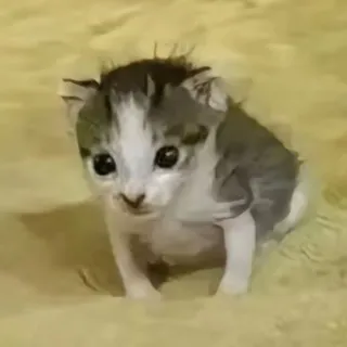 дизайны от рио