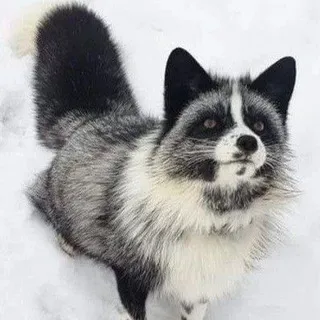 Дурдом Сырного Личи