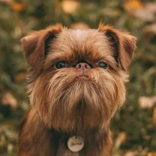 JARED THE GRIFF