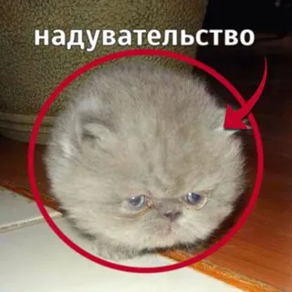щп парламент Чизкейка лол😋