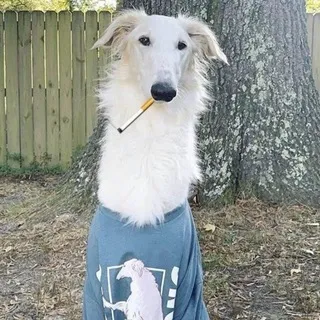 щп инсомниапил